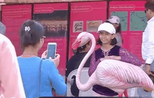 แห่ชมนกฟลามิงโกในนครมุมไบ