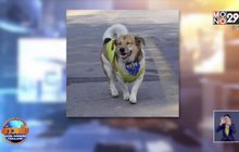 “เตี้ย มช.”ตายแล้ว