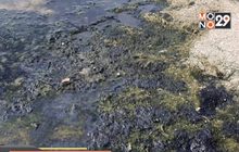 เรียกร้องแก้ไขน้ำเน่าท่วมชายหาดนาจอมเทียน