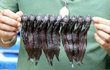 เลี้ยงปลาเม็งส่งขาย สร้างรายได้นับแสนบาทต่อปี