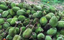 พายุฤดูร้อนถล่มสวนทุเรียนจันทบุรีสูญเงินนับล้าน