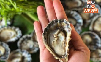 “พาณิชย์” ขึ้นทะเบียน “หอยนางรมท่าโสม” เป็นสินค้า GI สร้างรายได้ 190 ล้าน/ปี