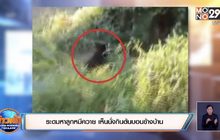 ระดมหาลูกหมีควาย เห็นนั่งกินต้นบอนข้างบ้าน