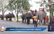 ผลกระทบโควิด ช้างตกงานเดินเท้ากลับ จ.สุรินทร์