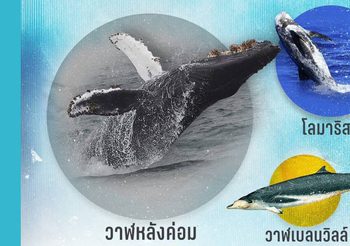 ครม. อนุมัติร่างกฎกระทรวงเพิ่ม “วาฬหลังค่อม วาฬเบลนวิลล์ โลมาริสโซ” เป็นสัตว์ป่าคุ้มครอง เพื่อปกป้องและอนุรักษ์ความหลากหลายทางทะเล