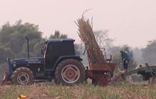 ชาวไร่อ้อยร้องผลักดันราคาอ้อย 1,000 บาทต่อตัน