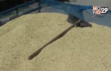 ชาวนาร้องโรงสีไม่รับซื้อข้าวเปลือก จ.พิจิตร