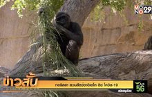 กอริลลา สวนสัตว์ซาดิเอโก ติด โควิด-19