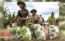 ชาวเน็ตต้านแนวคิดทุนไทยหนุนจีนเช่าที่ปลูกกล้วย