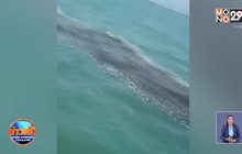 พบแพน้ำมันขนาดใหญ่ลอยกลางทะเลเมืองคอน