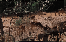 โดรนเพื่อการช่วยเหลือแพะภูเขาไอเบ็กซ์