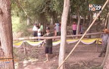 ทำแนวกั้นตลิ่งป้องกันต้นยางนาอายุ 300 ปีโค่นล้ม
