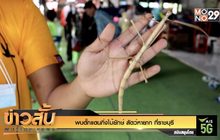 พบตั๊กแตนกิ่งไม้ยักษ์ สัตว์หายาก ที่ราชบุรี