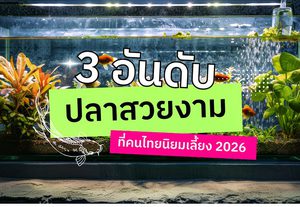 3 อันดับ ปลาสวยงามที่คนไทยนิยมเลี้ยง 2026