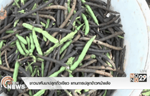 ชาวนาหันมาปลูกถั่วเขียว แทนการปลูกข้าวหน้าแล้ง