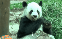 “หลินฮุ่ย” กินน้อย นอนมากคล้ายใกล้คลอด