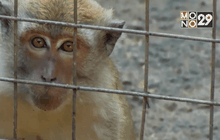 ชีวิตใหม่ของลิงในจาการ์ต้า