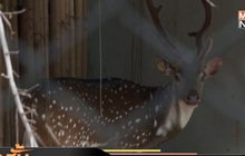 สั่งปิดสวนสัตว์ทั่วประเทศ 14 วัน