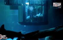 สัมผัสประสบการณ์ใต้น้ำร่วมกับฉลาม 1 คืน