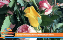 Good Morning Thailand 12-02-59