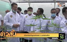 เปิดฟาร์มกัญชาแห่งแรก จ.นครราชสีมา