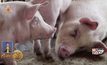 เวียดนามฆ่าหมู 2.5ล้านตัว เหตุอหิวาต์ระบาด