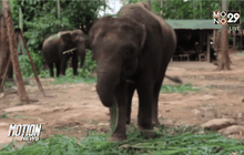 ขังเดี่ยวพลายสมใจอาละวาดทำร้ายควาญช้าง