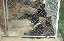 เจ้าหน้าที่เข้าดูแลสัตว์เลี้ยงถูกขังลืมในบ้าน