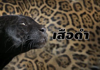 ‘เสือดำ’ สัตว์ป่าคุ้มครอง ที่ถูกพูดถึงในรอบ 1 ปี จาก ‘คดีเปรมชัย’