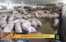 ควบคุมป้องกันโรคเพิร์สระบาดในหมู จ.พะเยา