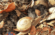 “ฟาร์มหอยทาก” แห่งแรกในเอเชีย