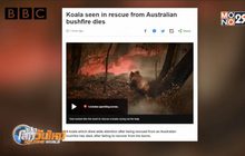 โคอาลาที่บาดเจ็บจากไฟป่าถูกการุณยฆาต