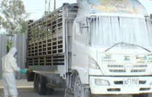 ป้องกันโรคอหิวาต์แอฟริกา จ.เชียงราย