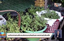 แม่ค้าอาหารตามสั่งวอนติดตามคนร้ายขโมยกะเพราหายนับสิบครั้ง