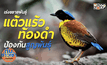 “นกแต้วแล้วท้องดำ”เสี่ยงสูญพันธุ์