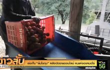 เร่งเก็บ “ส้มโชกุน” หลังเปิดขายออนไลน์ คนแห่จองหมดไร่
