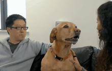 สุนัขสามารถรับรู้อารมณ์ของมนุษย์ได้