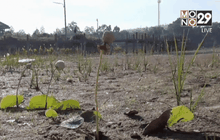 ศูนย์พยาบาล จ.เชียงใหม่ซื้อน้ำสำรองรับภัยแล้ง