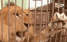 ช่วยสิงโตคืนสู่ธรรมชาติ