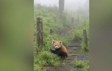 เผยภาพสัตว์ป่าหายากในเขตอนุรักษ์จีน