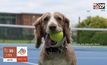 อดีตนักเทนนิสมือ 1 อังกฤษฝึกสุนัขเก็บลูกเทนนิส