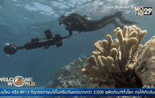 ครีมกันแดดอาจทำลายแนวปะการัง