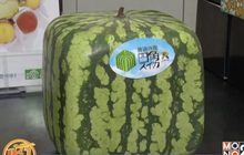 ญี่ปุ่นฮิตแตงโมสี่เหลี่ยม ราคากว่า 5,000 บาท