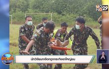 นักวิจัยนกเงือกถูกกระทิงเขาใหญ่ชน