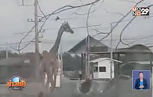 จับยีราฟ 2 ตัว หลุดกลางแยกบางคล้าได้แล้ว