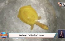 อินเดียพบ “เต่าสีเหลือง” หายาก