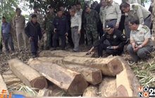 ปฏิบัติการสกัดกั้นขบวนการค้าไม้ข้ามชาติ