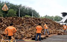 เกษตรกรปาล์มน้ำมันเห็นด้วย กฟผ.นำปาล์มผลิตไฟฟ้า