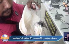 พลเมืองดีเก็บหมึกสดได้ – ตร.แนะให้ตากแห้งรอเจ้าของ