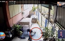 สุดเศร้า! ‘เจ้าซูโม่’สุนัขพิทบูลฮีโร่ พลาดท่าถูกงูเห่ากัดดับ